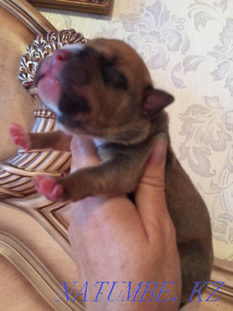 american bully puppies Kokshetau - photo 8