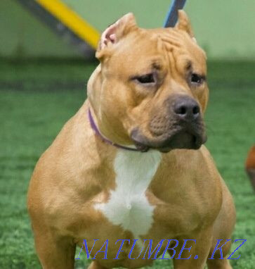 американдық бұзақы күшіктер  Көкшетау - изображение 5