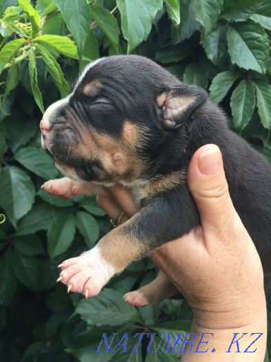 американдық бұзақы күшіктер  Көкшетау - изображение 6