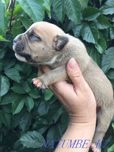 американдық бұзақы күшіктер  Көкшетау - изображение 7