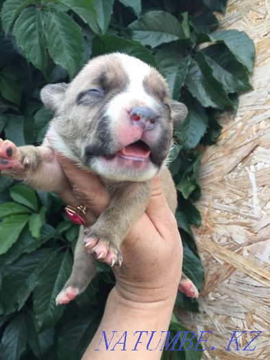 американдық бұзақы күшіктер  Көкшетау - изображение 4