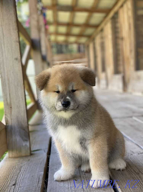 Huge puppies Hachiko Akita Inu Ekibastuz - photo 6