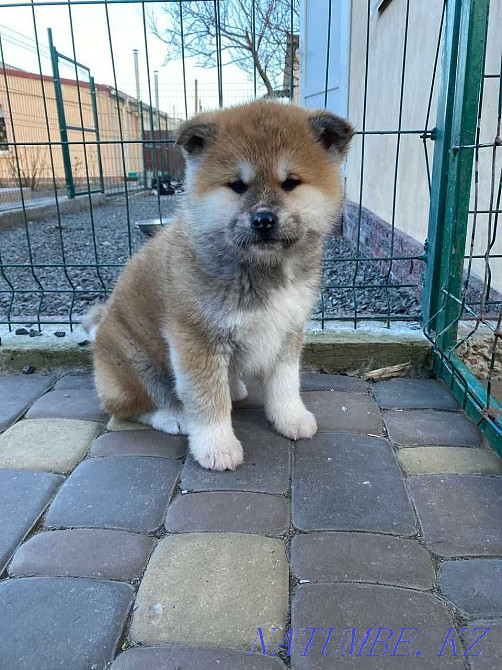 Adorable babies Hachiko Akita Inu Kokshetau - photo 5