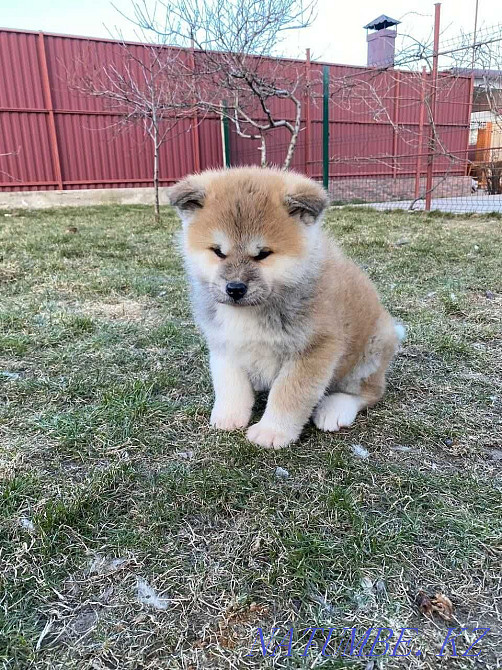 Adorable babies Hachiko Akita Inu Kokshetau - photo 2