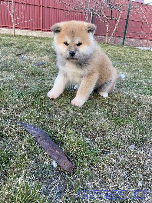 Adorable babies Hachiko Akita Inu Kokshetau - photo 4