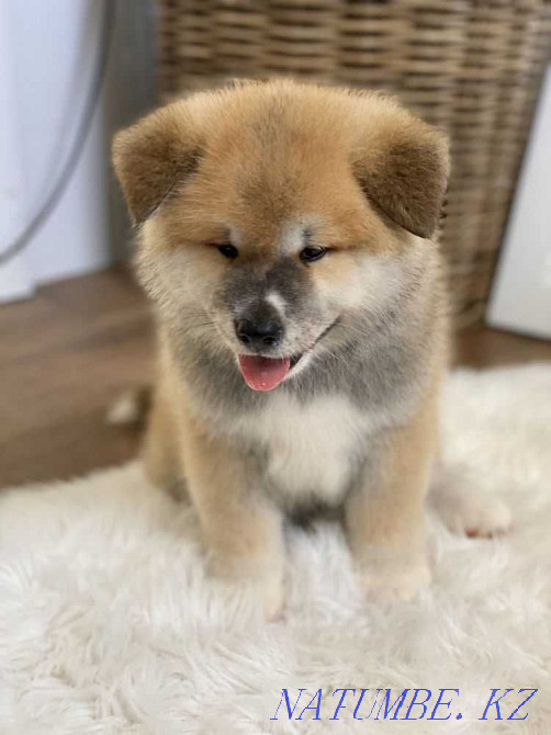 Joy Puppies Hachiko Akita Inu Turkestan - photo 1