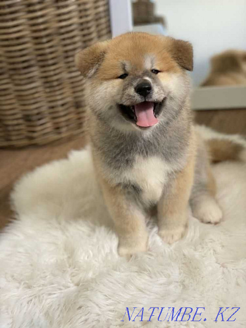 Happiness puppies Hachiko Akita inu Taldykorgan - photo 2