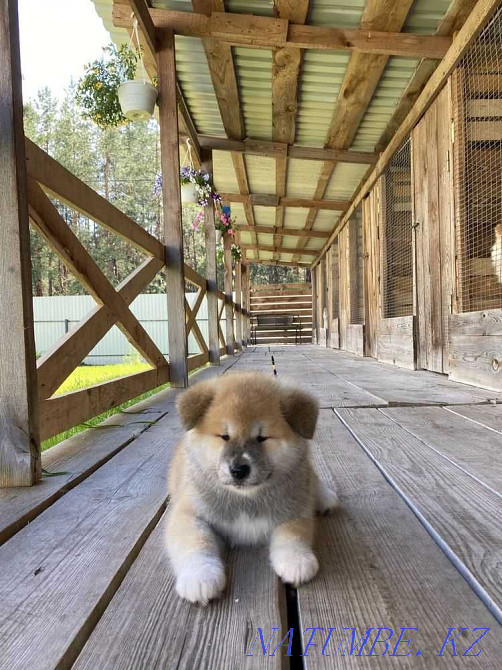 Bomb Babies Hachiko Akita Inu Ridder - photo 3