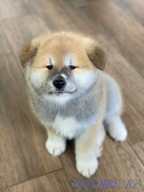 Бомбезные щенки Хатико акита ину Рудный - изображение 2