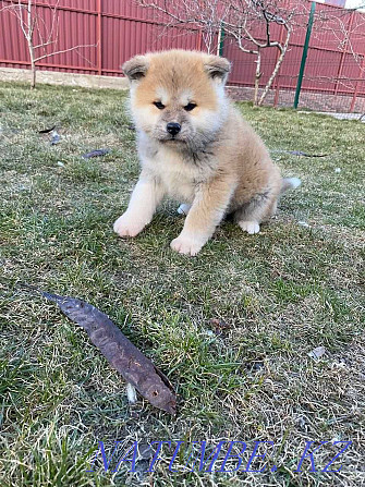 Ready puppies hachiko akita inu Aqtau - photo 3