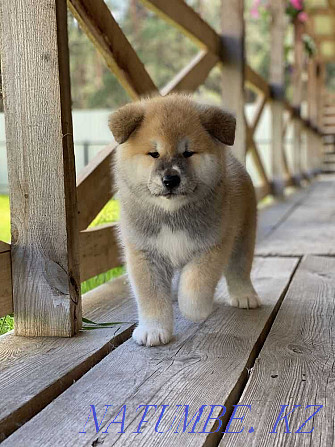 Ready puppies hachiko akita inu Aqtau - photo 1