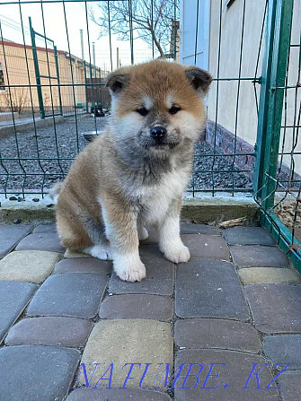 Super Babies Hachiko Akita Inu Petropavlovsk - photo 4