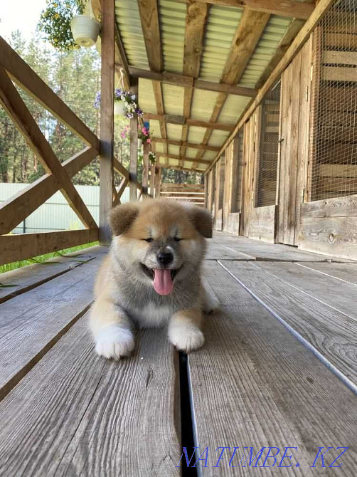 puppies hachiko akita inu Karagandy - photo 3