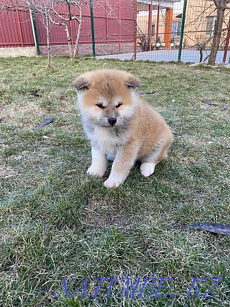 八公秋田犬小狗 Астана - photo 3