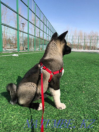 American Akita mating Shymkent - photo 4