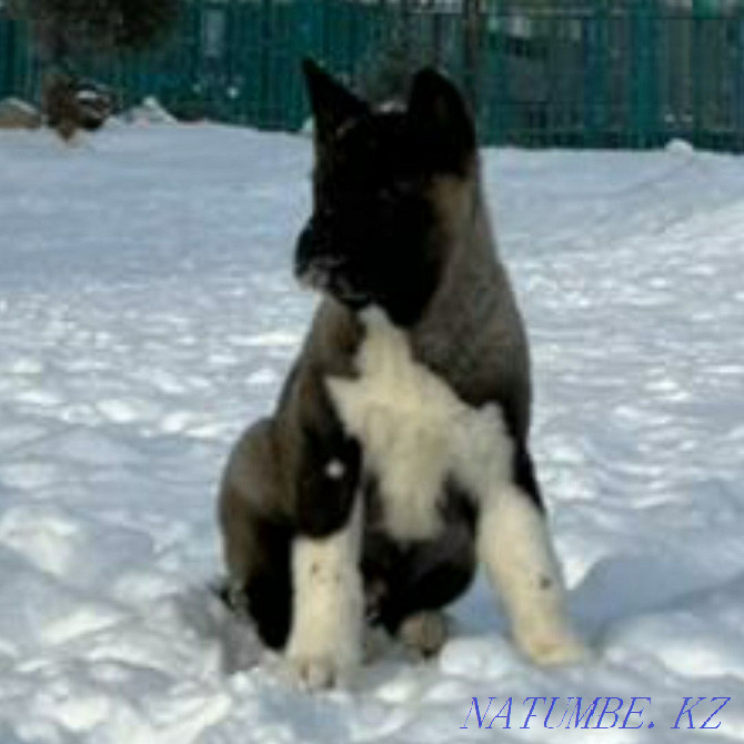 American Akita mating Shymkent - photo 5