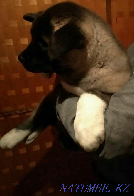 Вязка Американской Акиты Шымкент - изображение 7