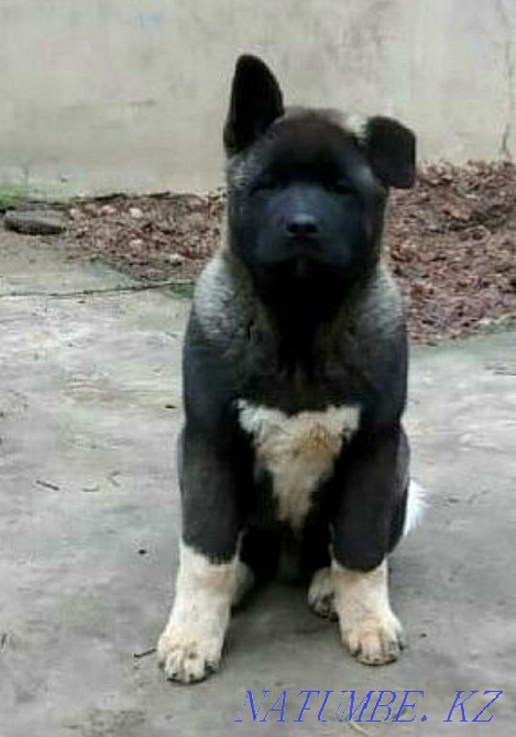 Вязка Американской Акиты Шымкент - изображение 6