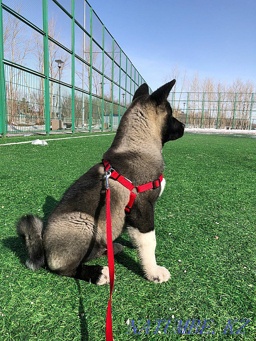 Вязка Американской Акиты Шымкент - изображение 4