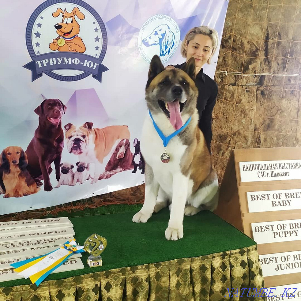 Вязка Американской Акиты Шымкент - изображение 1