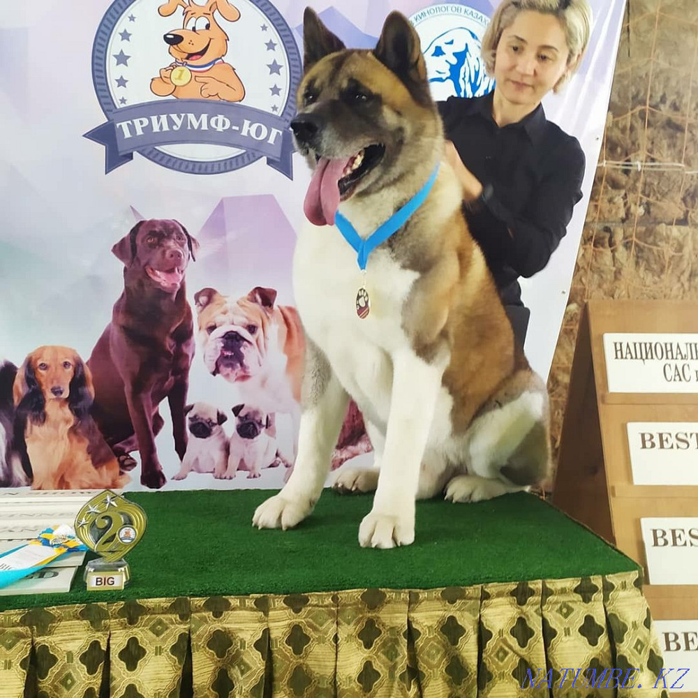 Вязка Американской Акиты Шымкент - изображение 2