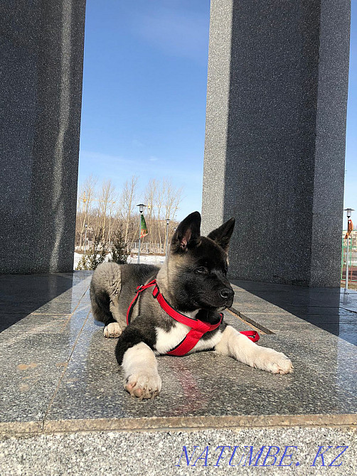 Вязка Американской Акиты Шымкент - изображение 3