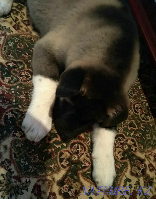 Вязка Американской Акиты Шымкент - изображение 8