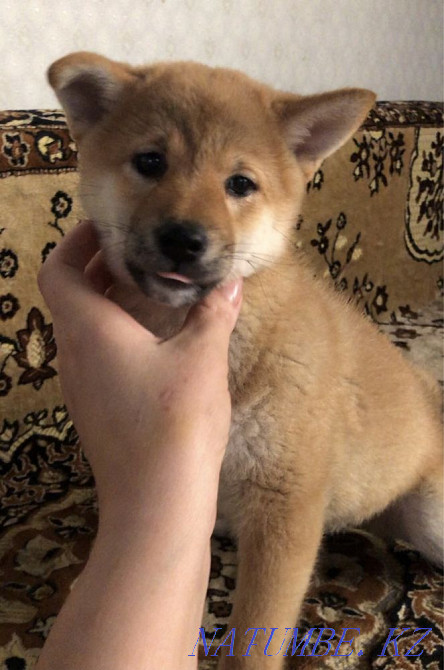 Шиба ину күшіктері  Алматы - изображение 2