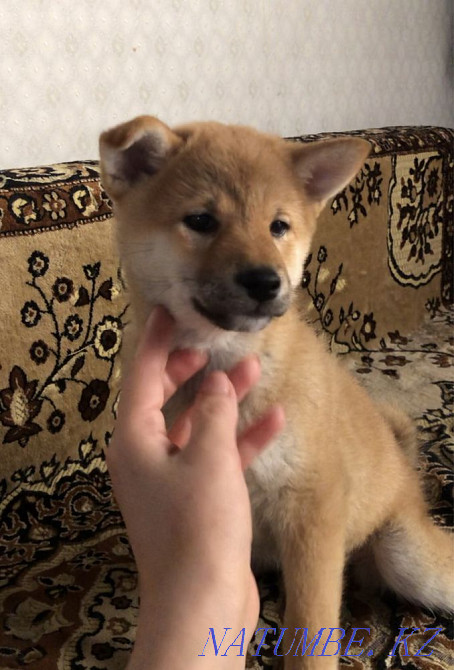 Шиба ину күшіктері  Алматы - изображение 1