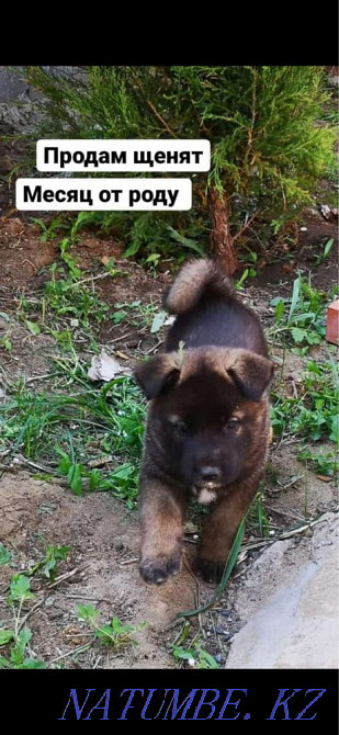 американдық акита  Ақтөбе  - изображение 2