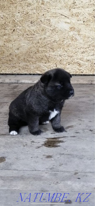 американдық акита  Ақтөбе  - изображение 1