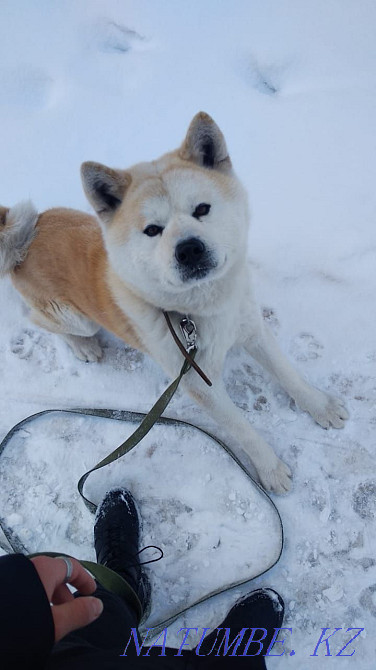 Продам Акита ину Костанай - изображение 2