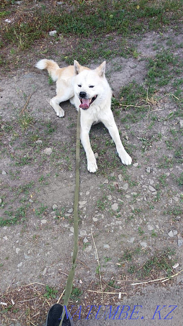 Продам Акита ину Костанай - изображение 1