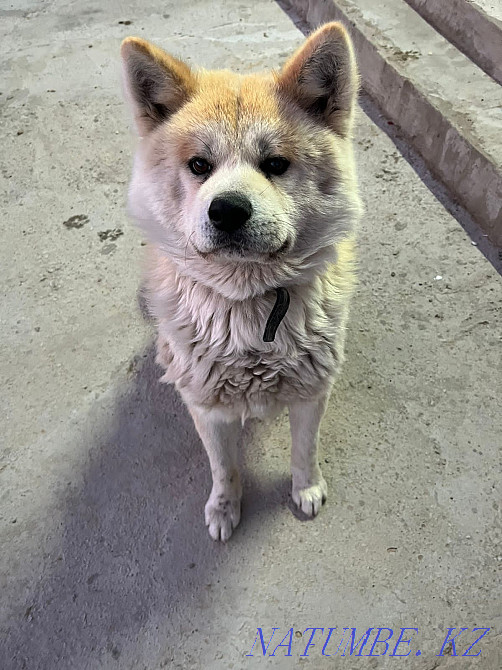 Собака породы акита-ину Шымкент - изображение 1