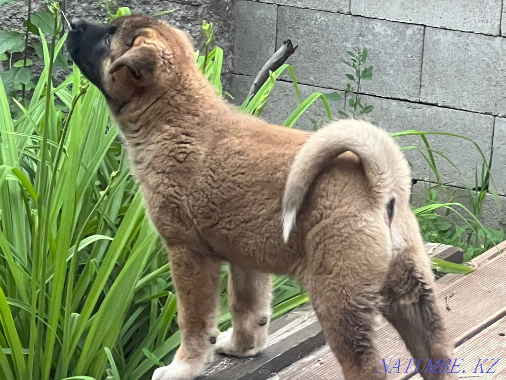 күшіктер американдық акита Каменка - изображение 4