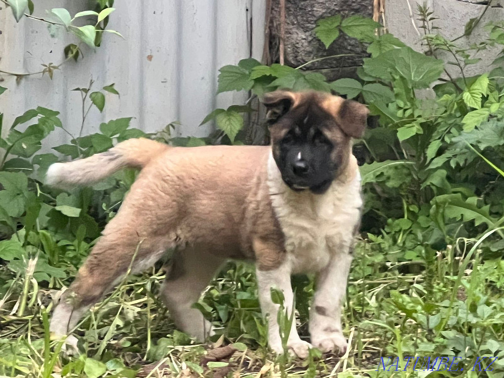 күшіктер американдық акита Каменка - изображение 2