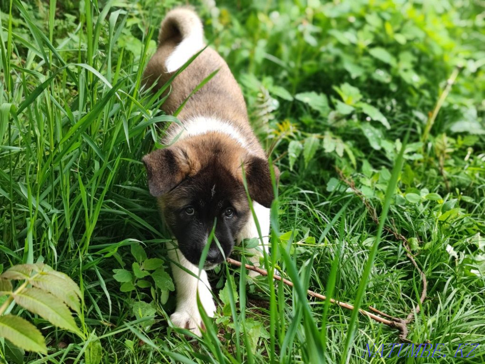 күшіктер американдық акита Каменка - изображение 1