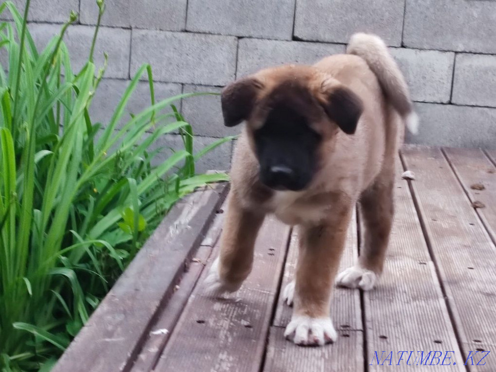 күшіктер американдық акита Каменка - изображение 5