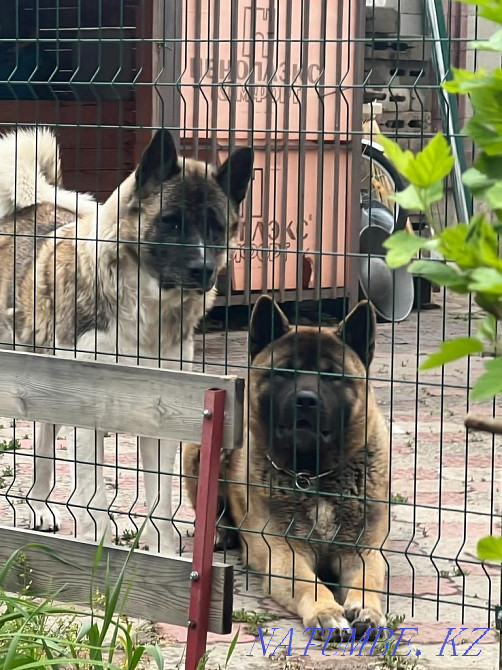 күшіктер американдық акита Каменка - изображение 6