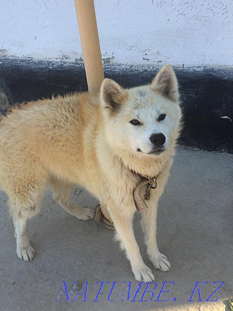 Akita inu, Hachiko girl 8 months Kyzylorda - photo 5