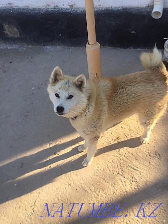 Akita inu, Hachiko girl 8 months Kyzylorda - photo 2