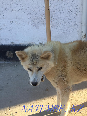 Akita inu, Hachiko girl 8 months Kyzylorda - photo 6