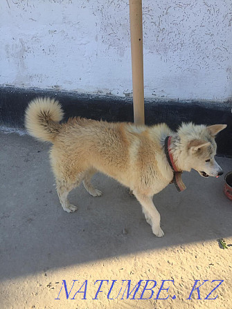 Akita inu, Hachiko girl 8 months Kyzylorda - photo 7