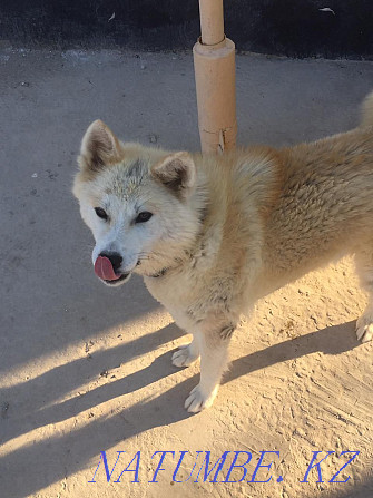 Akita inu, Hachiko girl 8 months Kyzylorda - photo 1