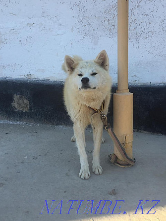 Akita inu, Hachiko girl 8 months Kyzylorda - photo 4