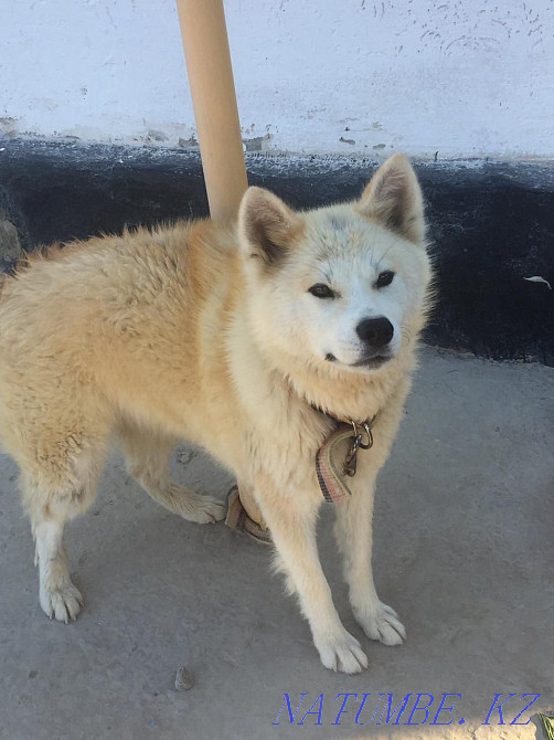 Акита ину, Хатико девочка 8мес Кызылорда - изображение 5