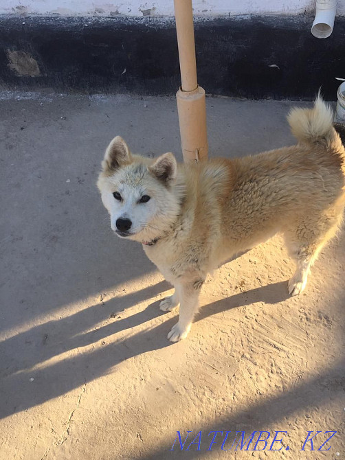 Акита ину, Хатико девочка 8мес Кызылорда - изображение 2