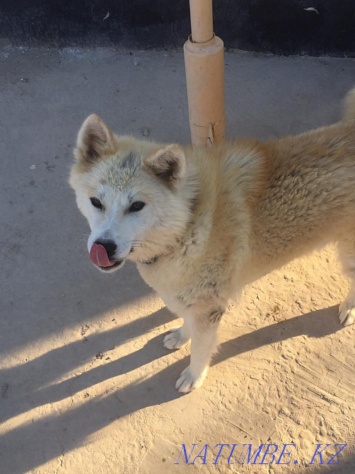 Акита ину, Хатико девочка 8мес Кызылорда - изображение 1