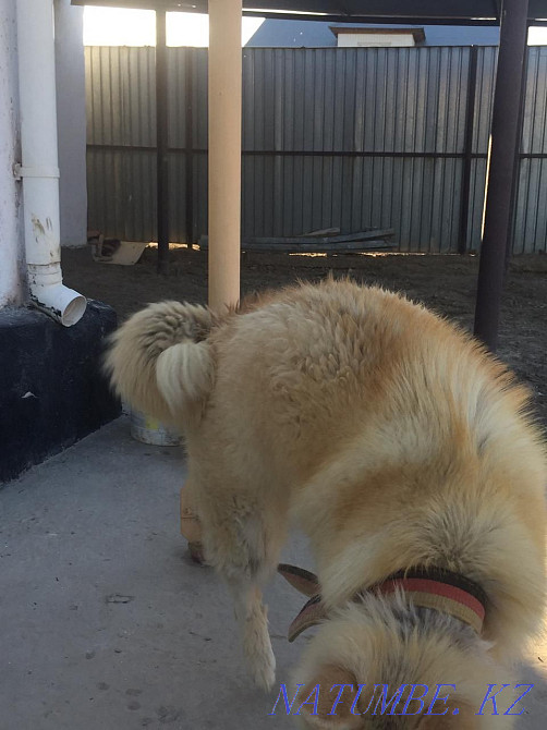 Акита ину, Хатико девочка 8мес Кызылорда - изображение 3