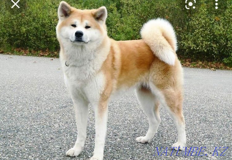 Продам Акита Ину Костанай - изображение 2